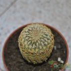 Collecion de Juancaro