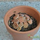 Collecion de Juancaro