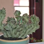 Collecion de Juancaro