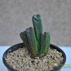 Collecion de Juancaro