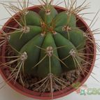 Collecion de Juancaro