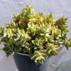 Collecion de Juanmanuel-S-M-