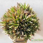 Collecion de Juanmanuel-S-M-