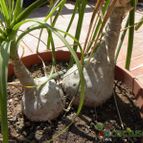 Collecion de Juanmanuel-S-M-