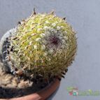 Collecion de Juanmanuel-S-M-
