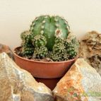 Collecion de Juanmanuel-S-M-