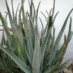 Collecion de Juanmanuel-S-M-