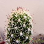 Collecion de Juanmanuel-S-M-
