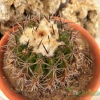 Collecion de Juanmanuel-S-M-