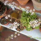 Collecion de Juanmanuel-S-M-