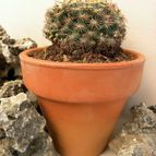 Collecion de Juanmanuel-S-M-