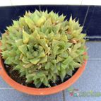 Collecion de Juanmanuel-S-M-