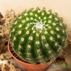 Collecion de Juanmanuel-S-M-