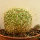 Collecion de Juanmanuel-S-M-