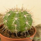Collecion de Juanmanuel-S-M-