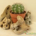 Collecion de Juanmanuel-S-M-