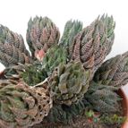 Collecion de Juanmanuel-S-M-