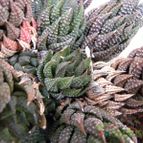 Collecion de Juanmanuel-S-M-