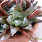 Collecion de Juanmanuel-S-M-