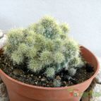 Collecion de Juanmanuel-S-M-
