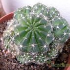 Collecion de Juanmanuel-S-M-