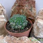 Collecion de Juanmanuel-S-M-