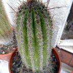 Collecion de Juanmanuel-S-M-