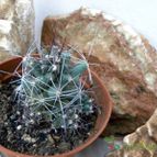 Collecion de Juanmanuel-S-M-