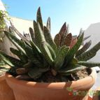 Collecion de Juanmanuel-S-M-