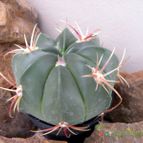 Collecion de Juanmanuel-S-M-