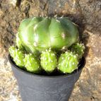 Collecion de Juanmanuel-S-M-