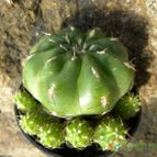 Collecion de Juanmanuel-S-M-