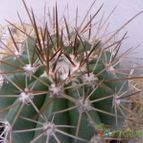 Collecion de Juanmanuel-S-M-