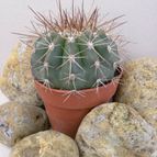 Collecion de Juanmanuel-S-M-