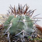 Collecion de Juanmanuel-S-M-
