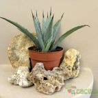 Collecion de Juanmanuel-S-M-