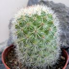 Collecion de Juanmanuel-S-M-