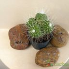 Collecion de Juanmanuel-S-M-
