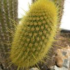 Collecion de Juanmanuel-S-M-