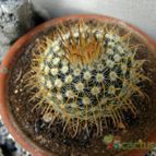 Collecion de Juanmanuel-S-M-