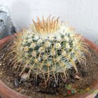 Collecion de Juanmanuel-S-M-