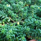 Collecion de Juanmanuel-S-M-