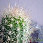 Collecion de Juanmanuel-S-M-