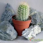 Collecion de Juanmanuel-S-M-