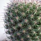 Collecion de Juanmanuel-S-M-