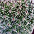 Collecion de Juanmanuel-S-M-