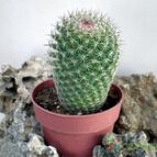 Collecion de Juanmanuel-S-M-