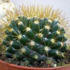 Collecion de Juanmanuel-S-M-