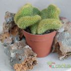 Collecion de Juanmanuel-S-M-