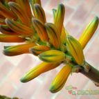 Aloe marlothii ssp. marlothii
